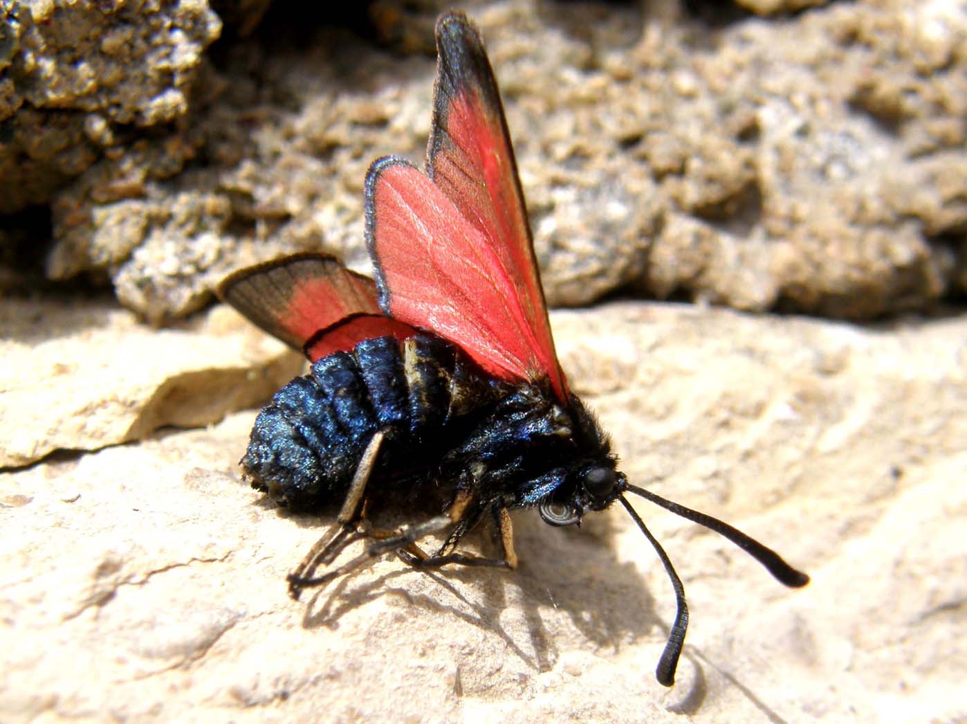 Zygenidae (malridotta) da identificare