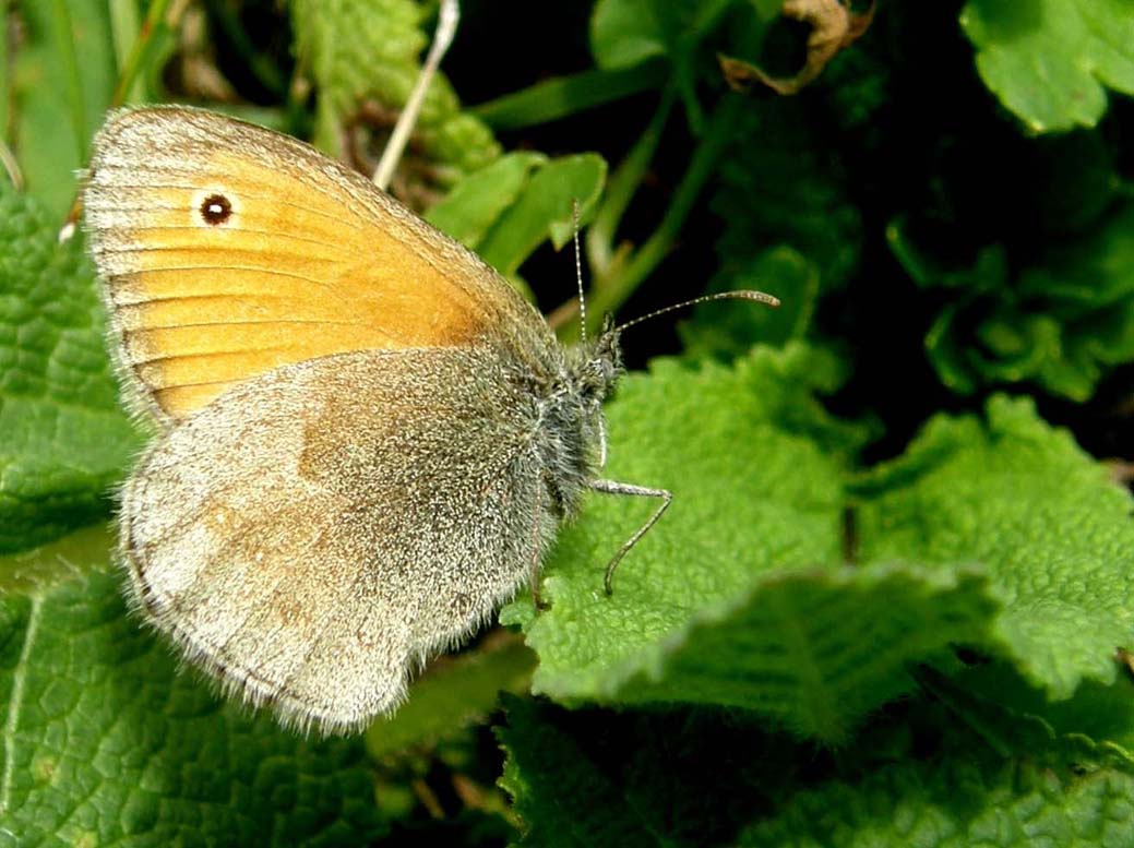 Coenonympha pamphilus