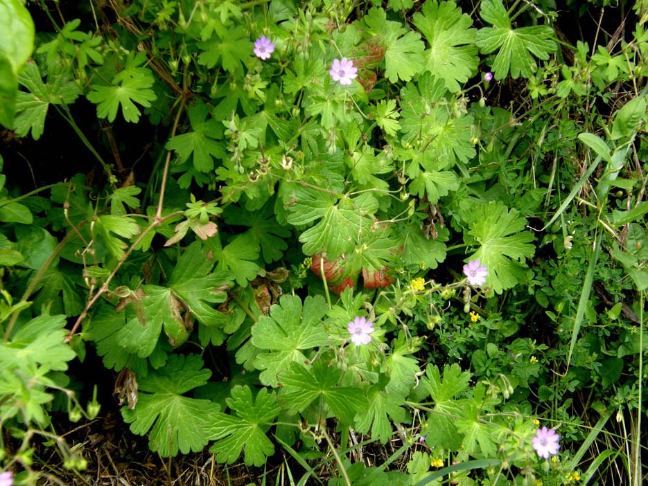 Geranium molle