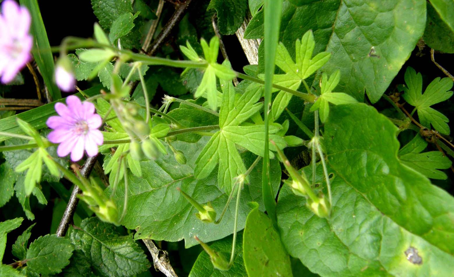 Geranium molle