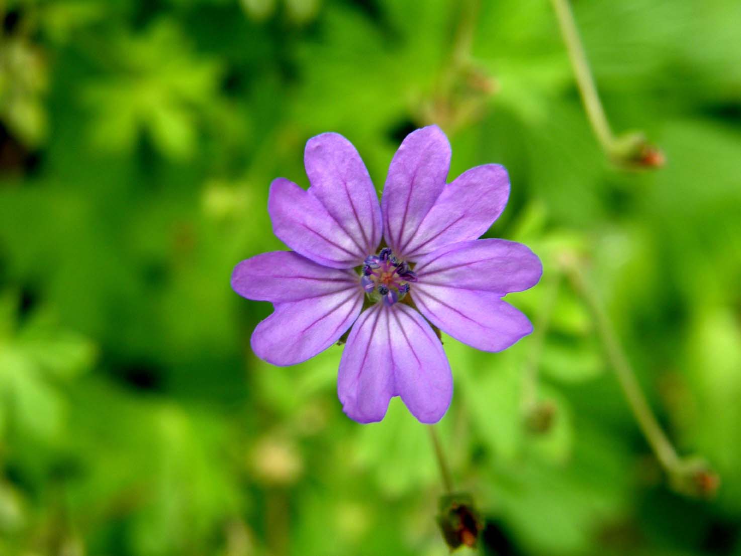 Geranium molle