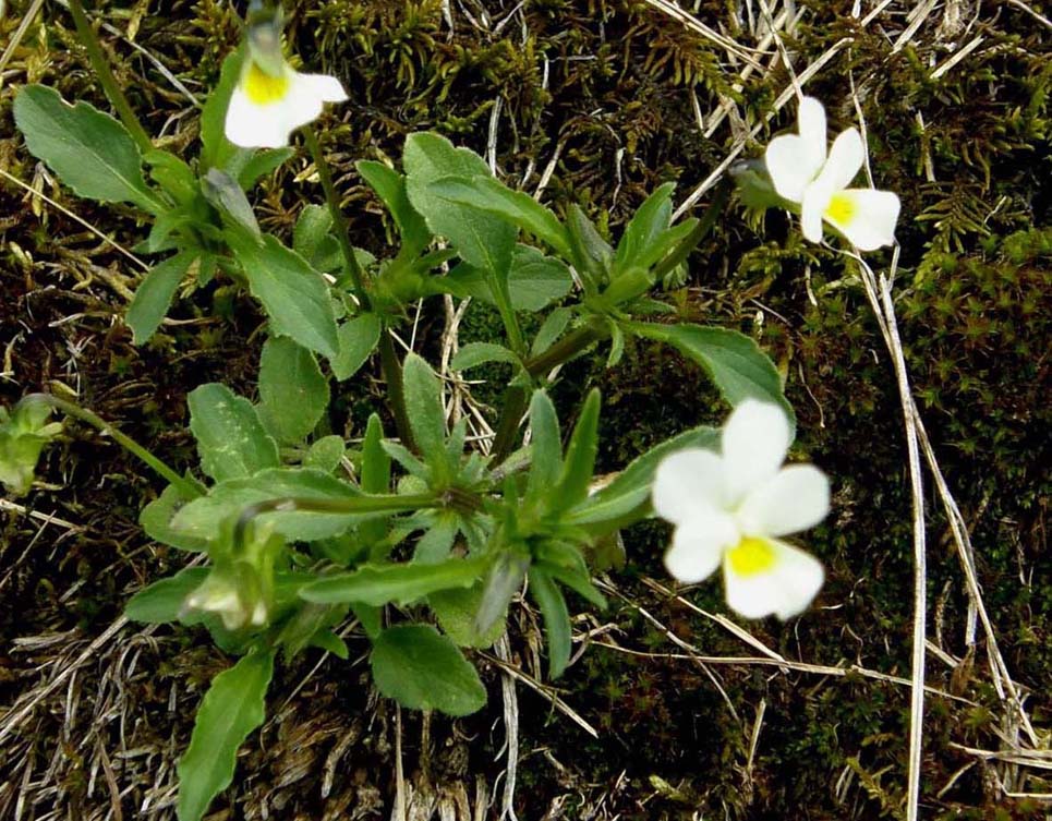 Viola cfr. tricolor (Violaceae)
