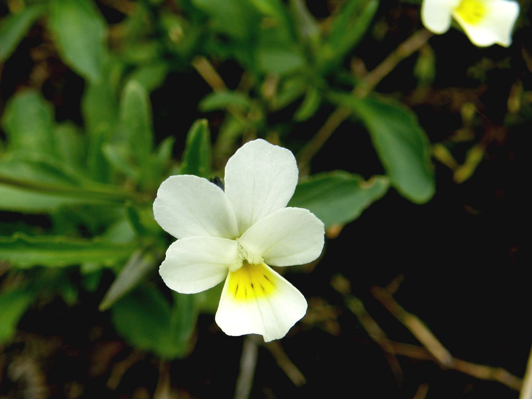 Viola cfr. tricolor (Violaceae)