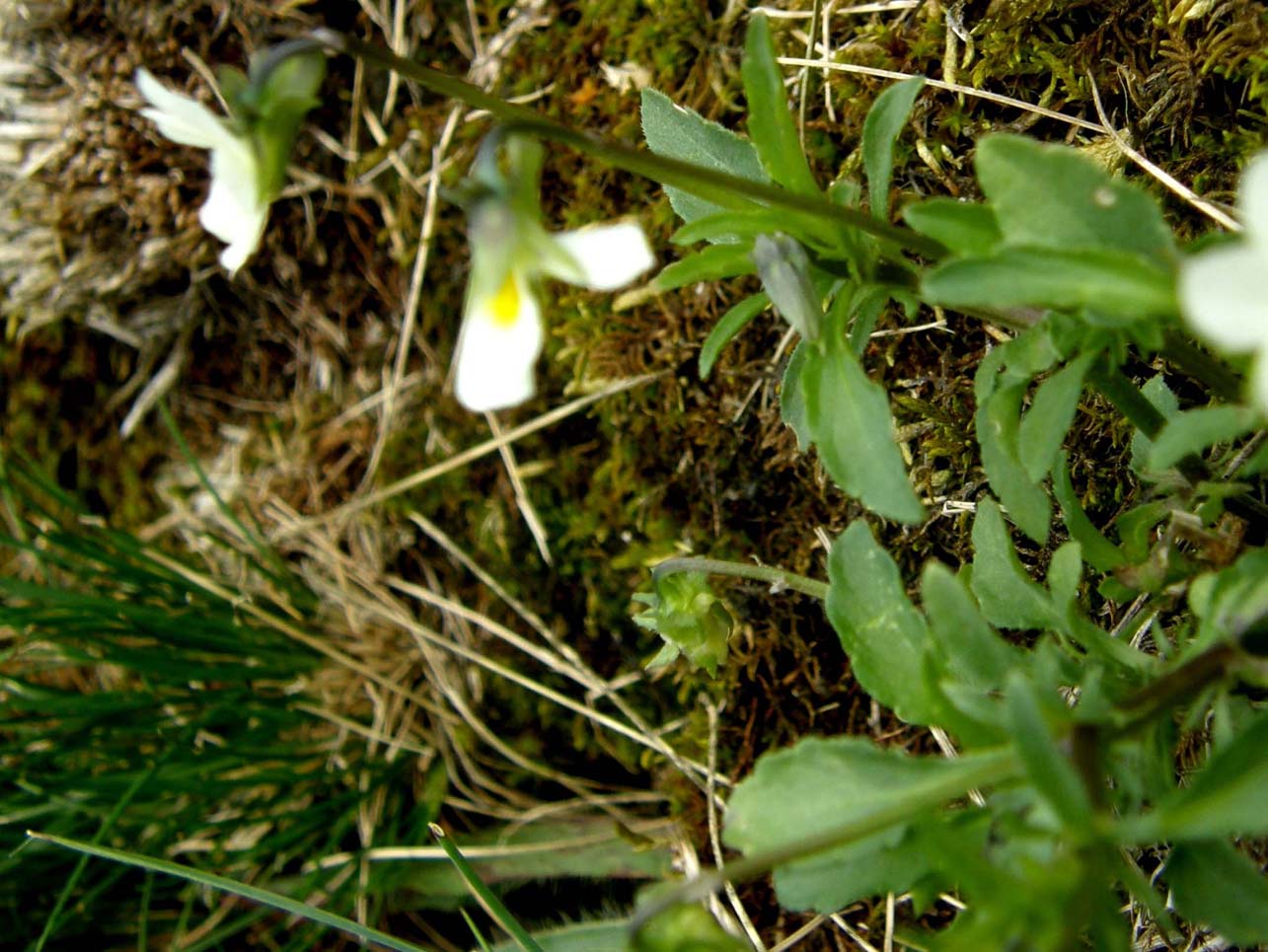 Viola cfr. tricolor (Violaceae)