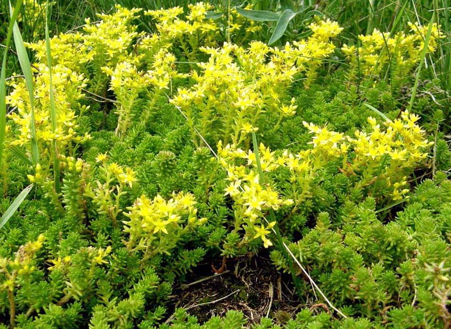 Sedum acre (Saxifragales - Crassulaceae)