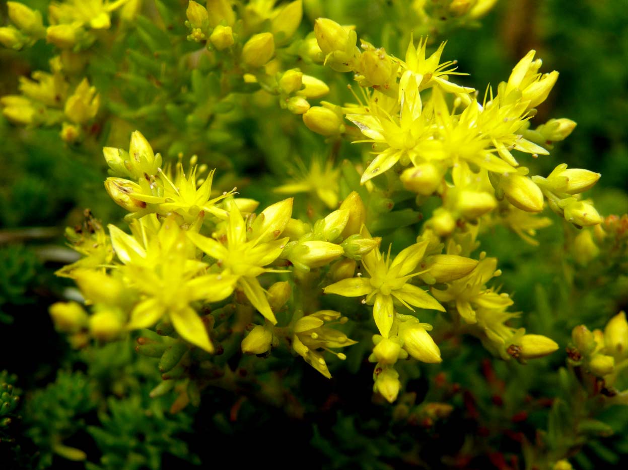 Sedum acre (Saxifragales - Crassulaceae)