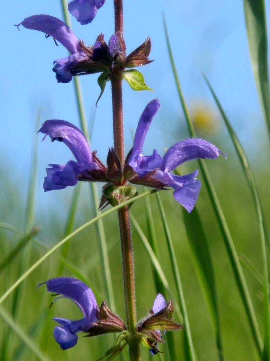 Salvia pratensis