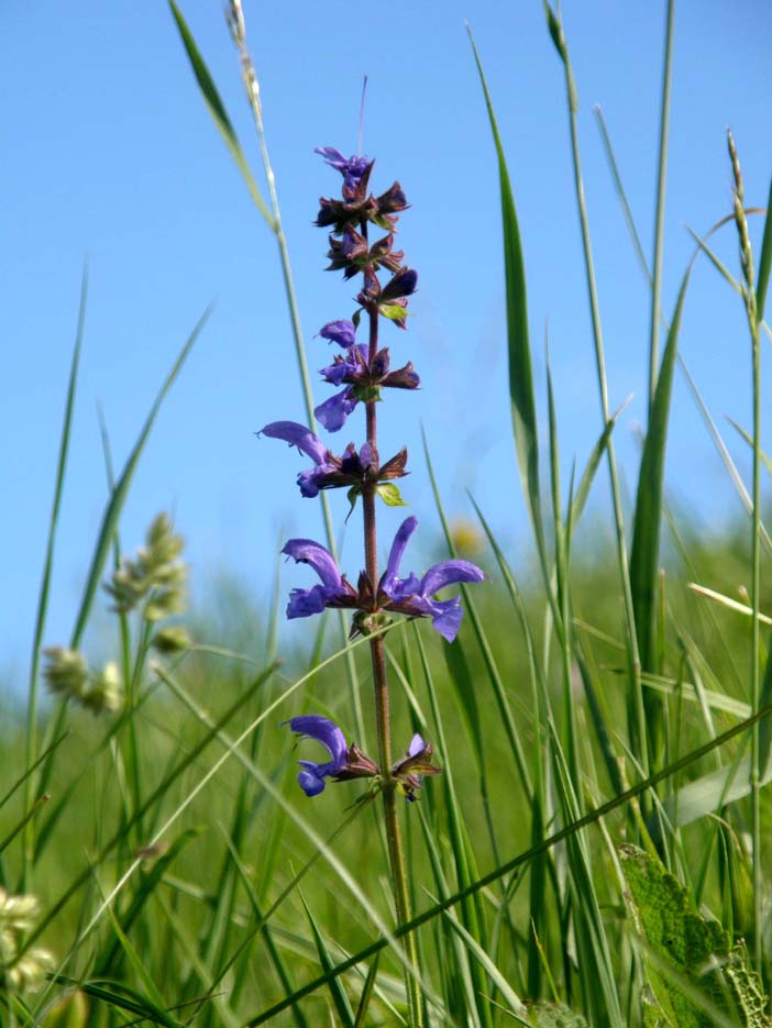 Salvia pratensis