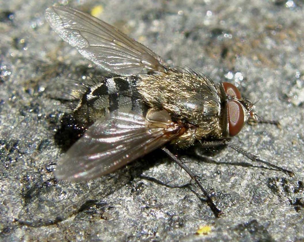 Pollenia cf. rudis (Calliphoridae)
