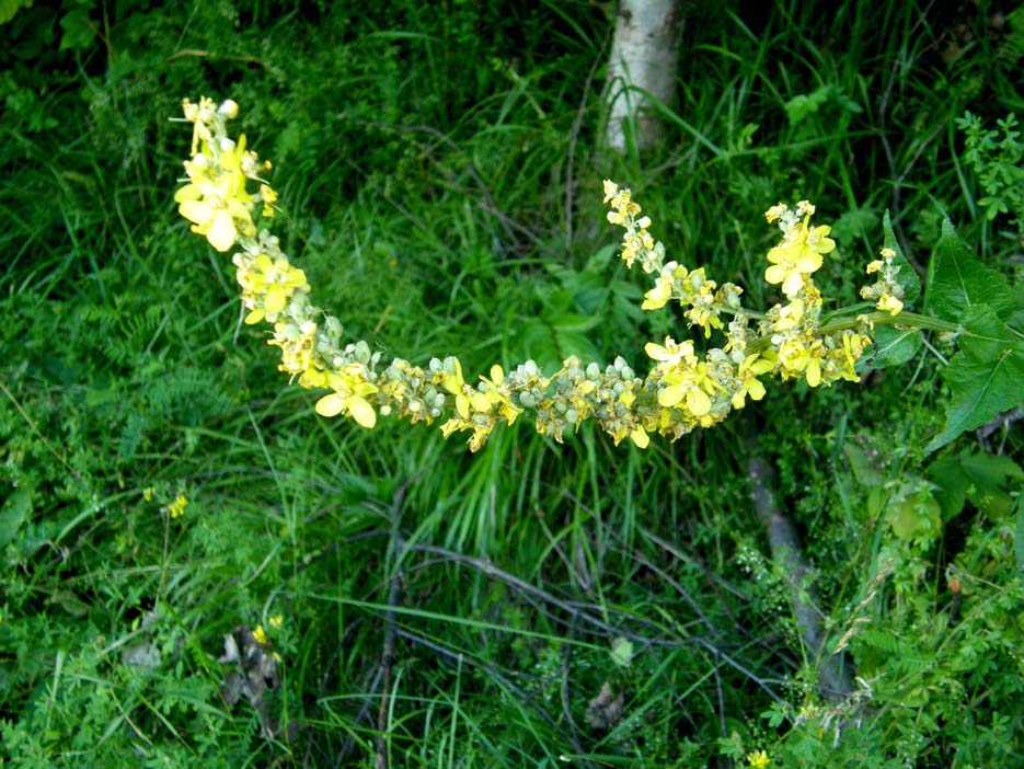 Verbascum lychnitis / Verbasco licnite