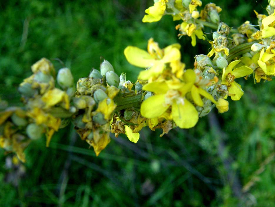 Verbascum lychnitis / Verbasco licnite