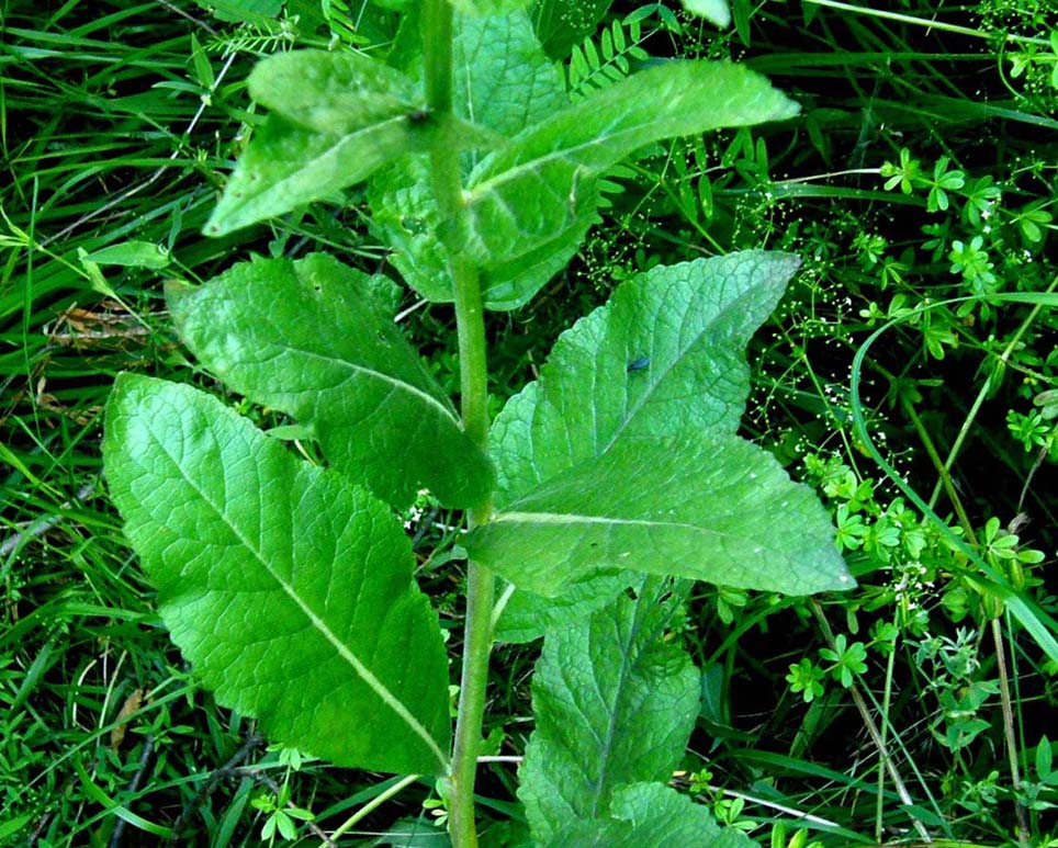 Verbascum lychnitis / Verbasco licnite