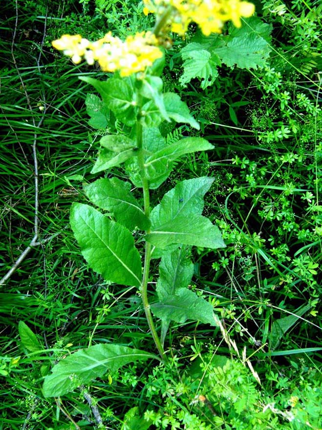 Verbascum lychnitis / Verbasco licnite