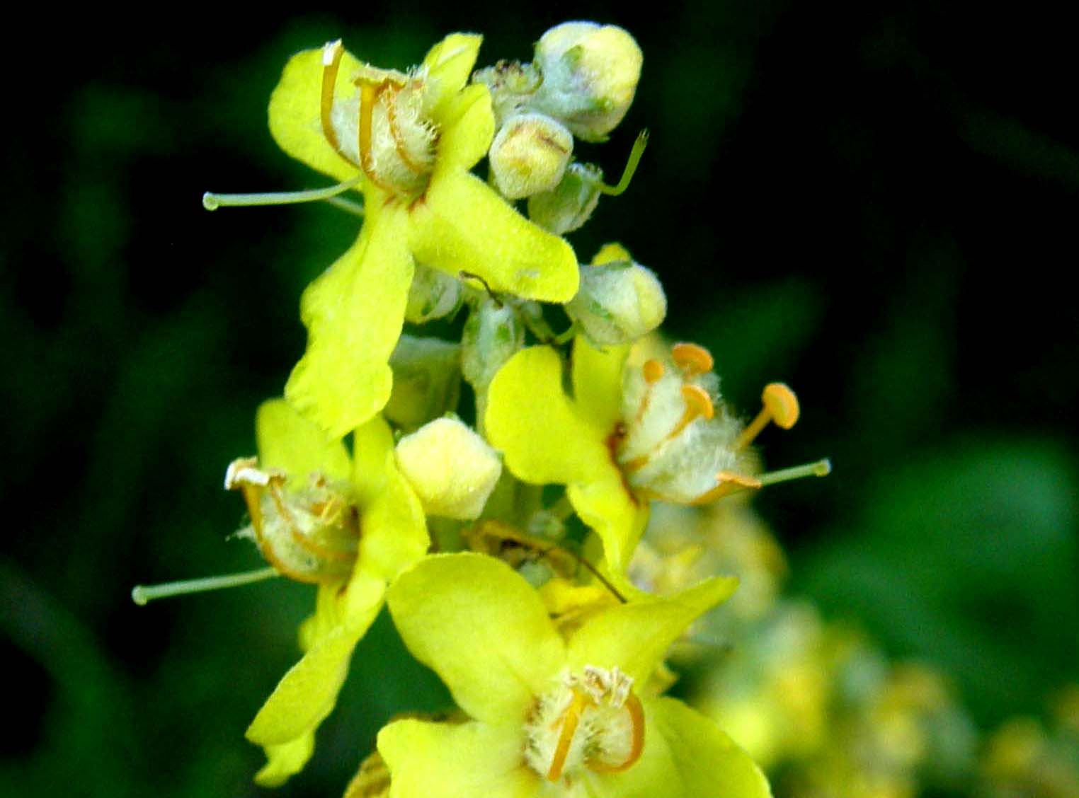 Verbascum lychnitis / Verbasco licnite