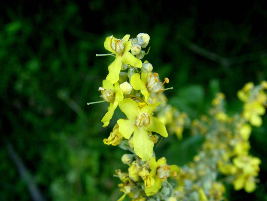 Verbascum lychnitis / Verbasco licnite