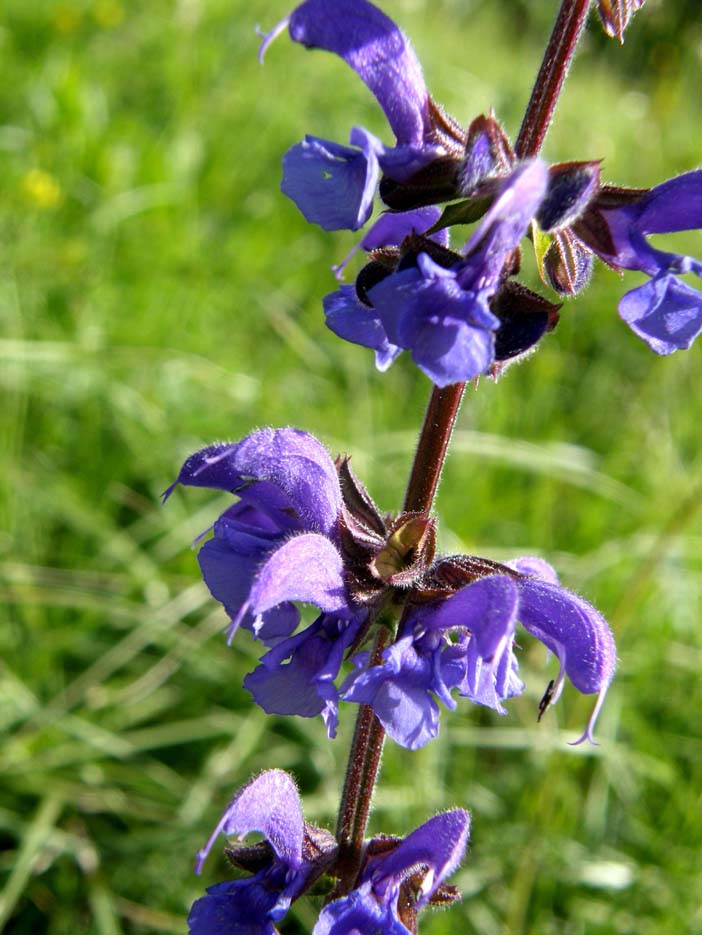 Salvia pratensis