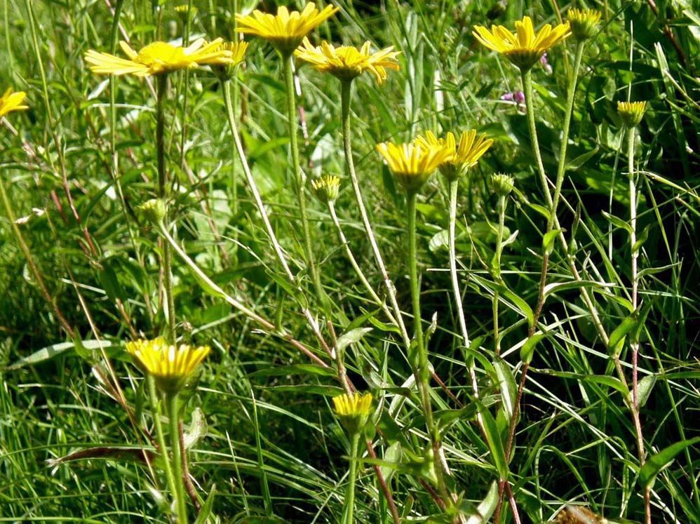 Buphthalmum salicifolium / Asteroide salicina