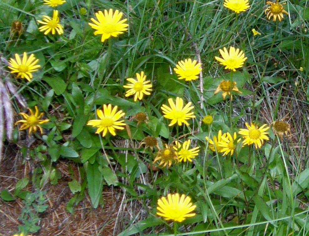 Buphthalmum cfr. salicifolium (Asteraceae)