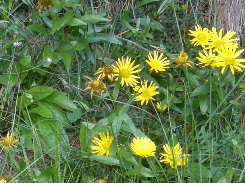 Buphthalmum cfr. salicifolium (Asteraceae)