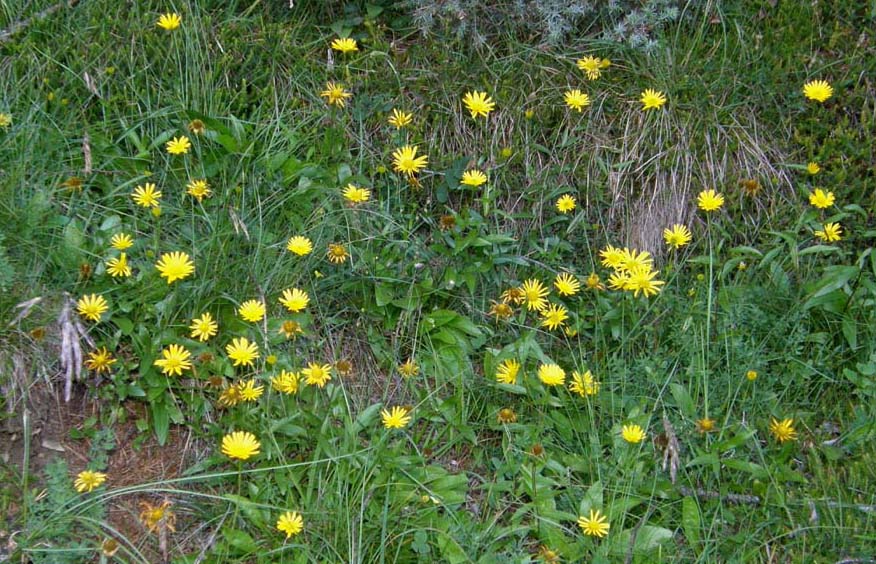 Buphthalmum cfr. salicifolium (Asteraceae)