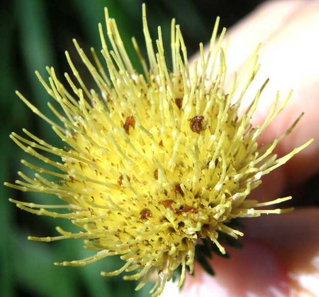 Folla in un fiore - Eusphalerum sp. (Staphylinidae)