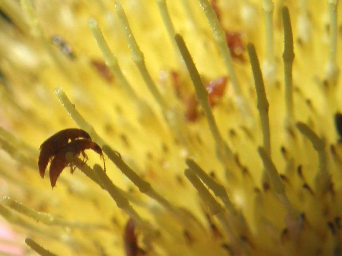 Folla in un fiore - Eusphalerum sp. (Staphylinidae)