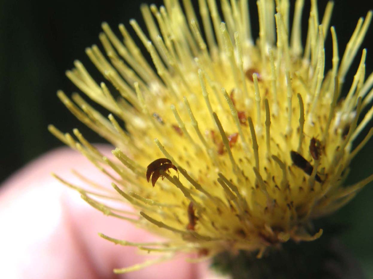 Folla in un fiore - Eusphalerum sp. (Staphylinidae)