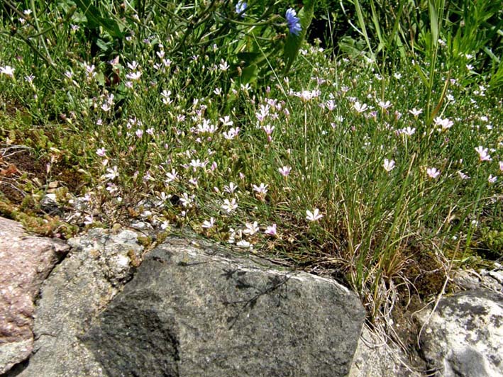 Petrorhagia saxifraga