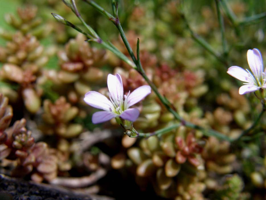 Petrorhagia saxifraga