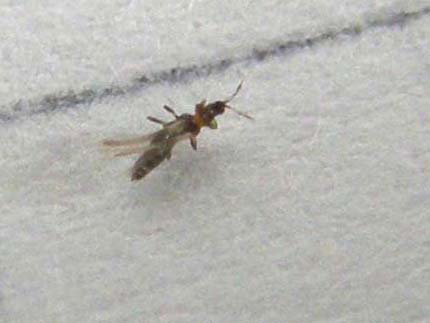 Insettino di 1 mm.: probabile Thysanoptera