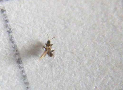 Insettino di 1 mm.: probabile Thysanoptera