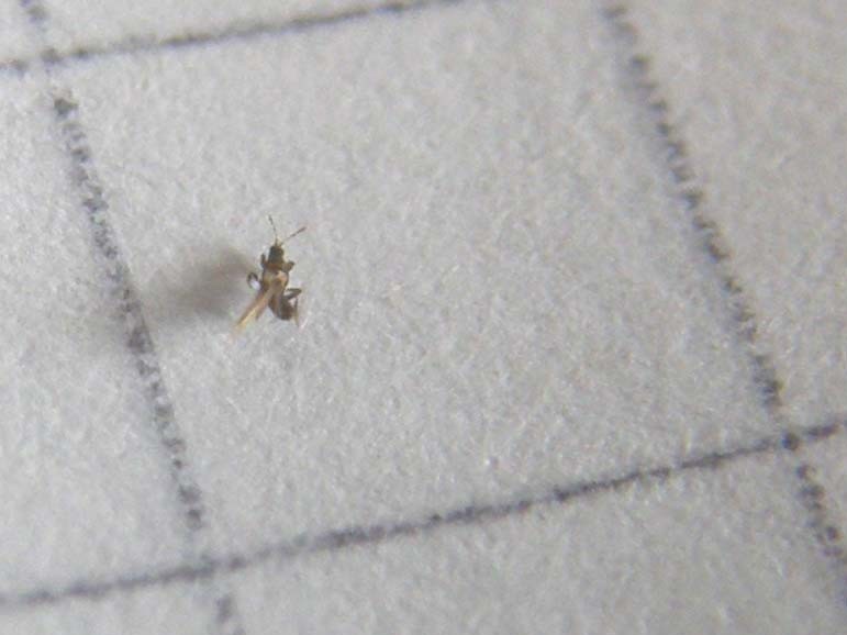 Insettino di 1 mm.: probabile Thysanoptera