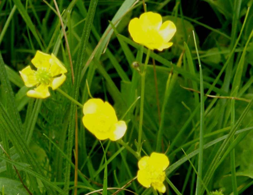 Ranunculus acris
