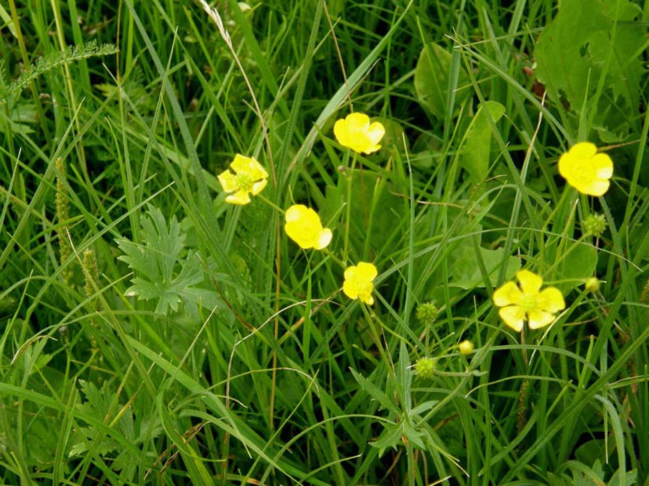 Ranunculus acris