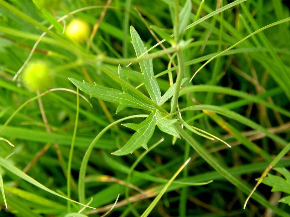 Ranunculus acris