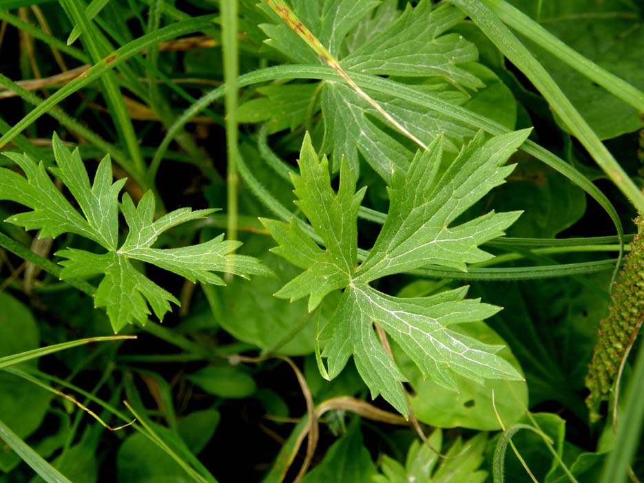 Ranunculus acris