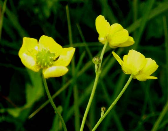 Ranunculus acris