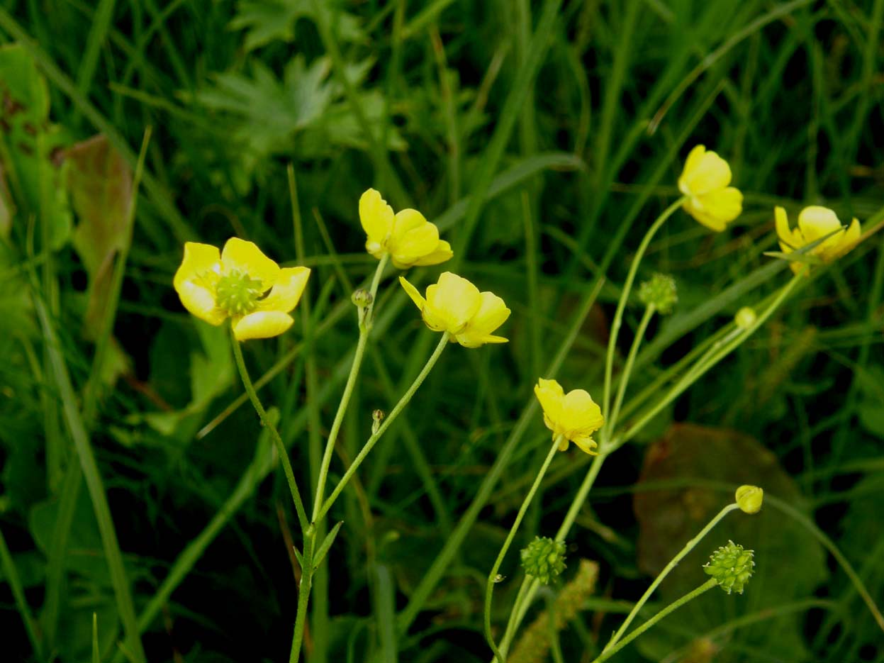 Ranunculus acris