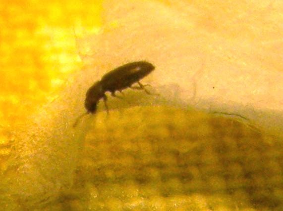 Piccolo coleottero casalingo