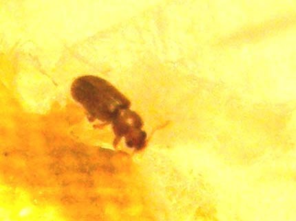 Piccolo coleottero casalingo