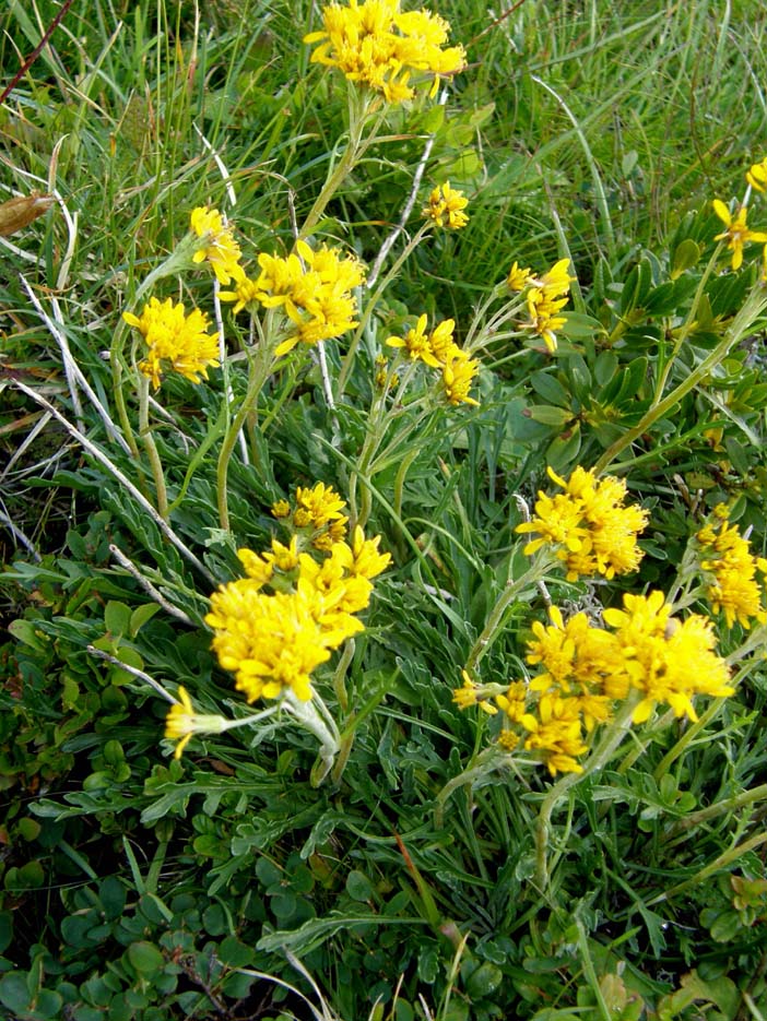 Senecio incanus