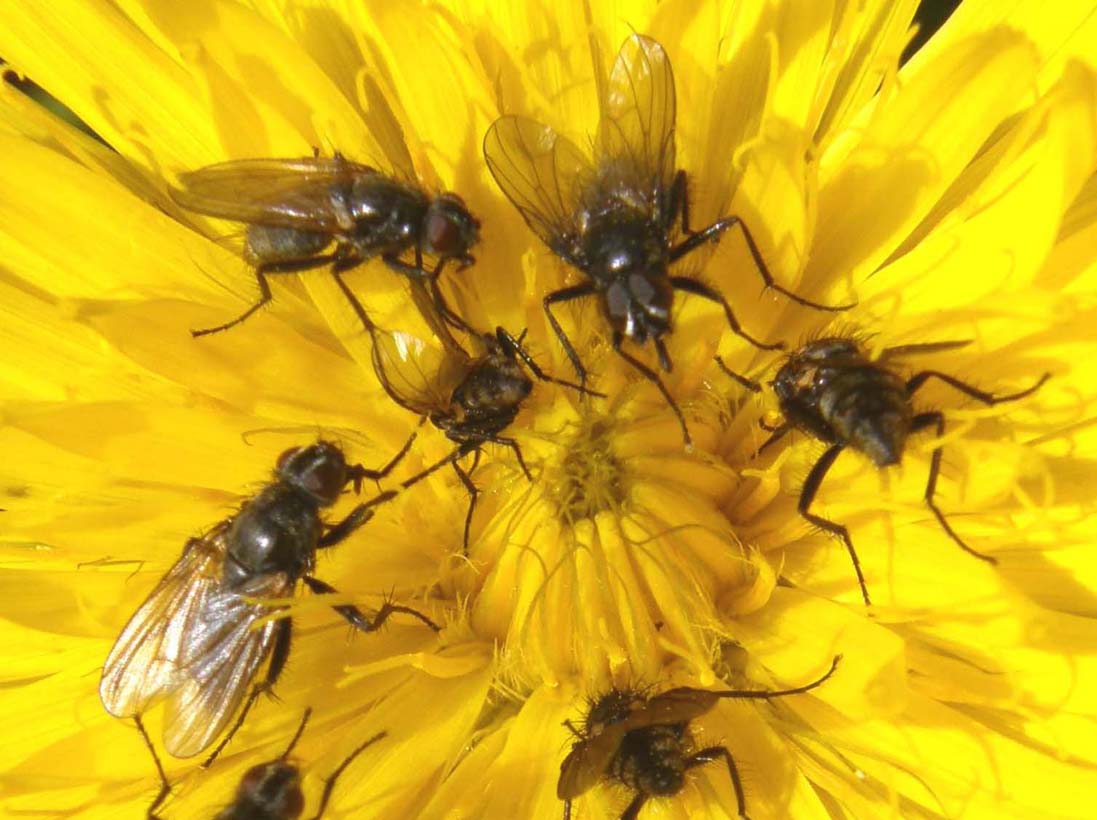 Assembramento di ditteri sopra un fiore
