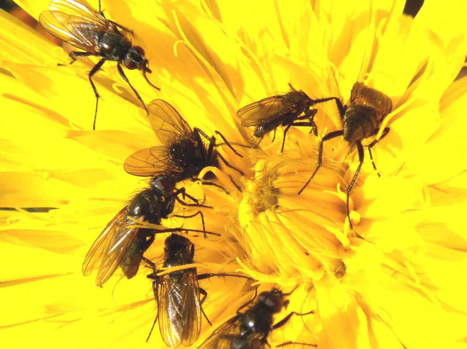 Assembramento di ditteri sopra un fiore