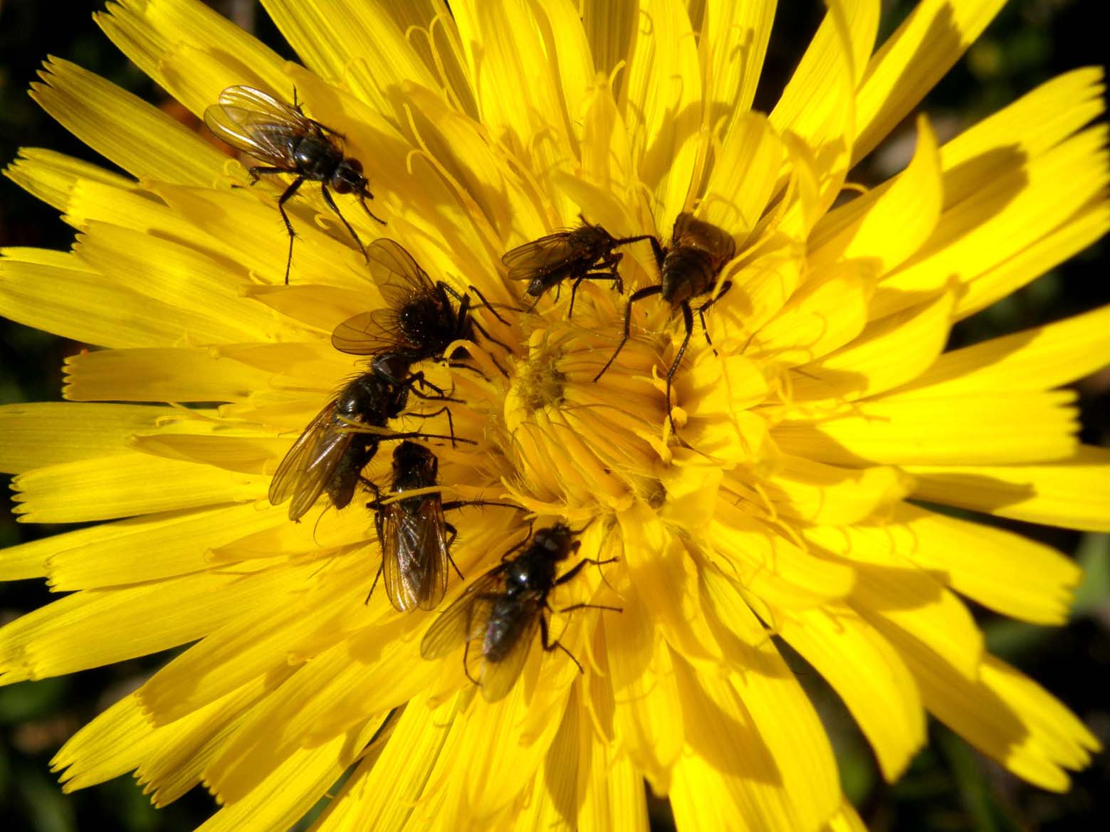 Assembramento di ditteri sopra un fiore
