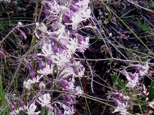 Silene nutans