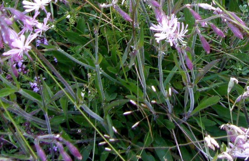 Silene nutans