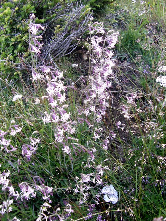 Silene nutans
