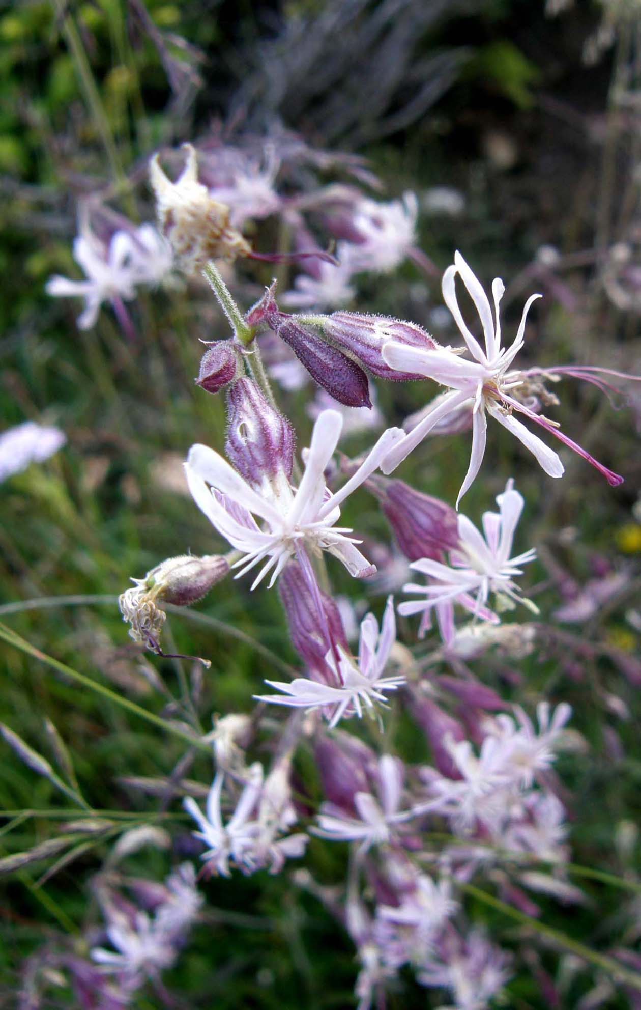Silene nutans