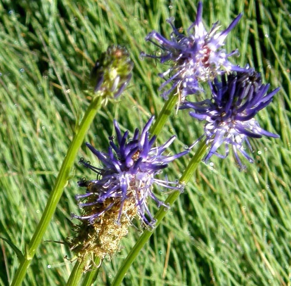 Phyteuma sp. (Campanulaceae)