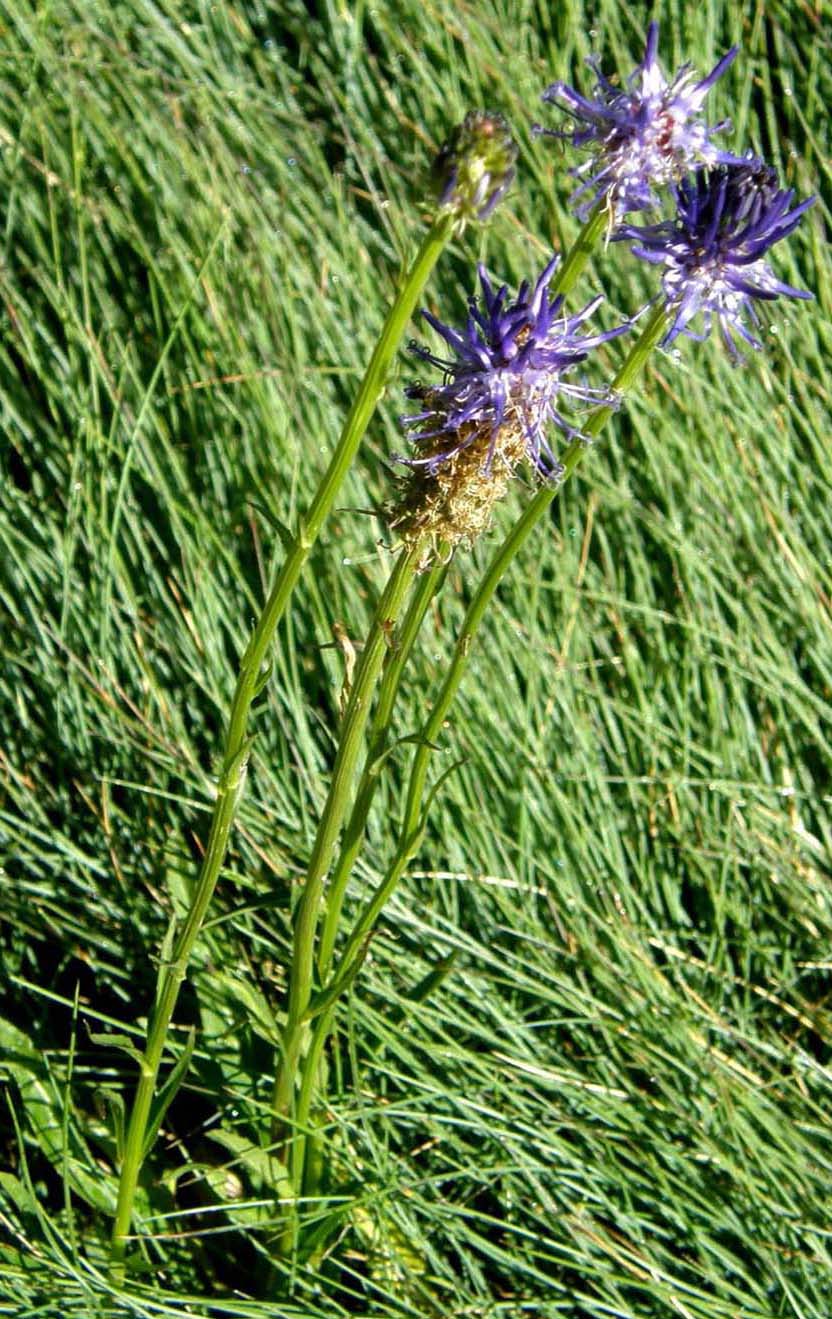 Phyteuma sp. (Campanulaceae)